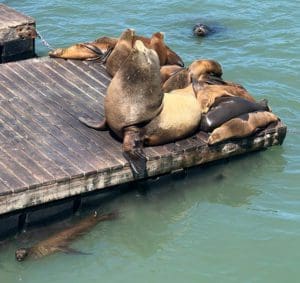 Sea Lions at Fisherman's Wharf